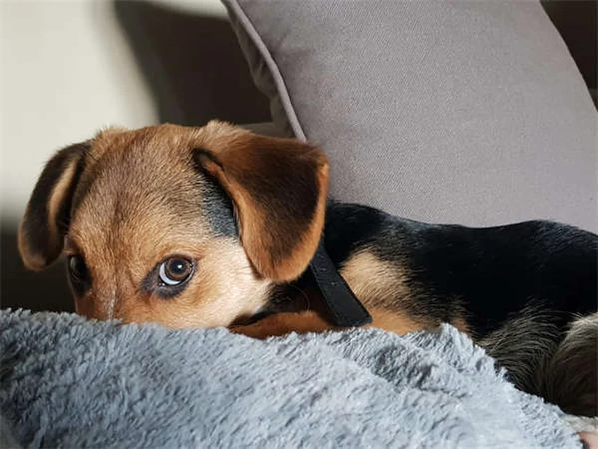 犬の分離不安症を解決する5つのステップと専門家のアドバイス