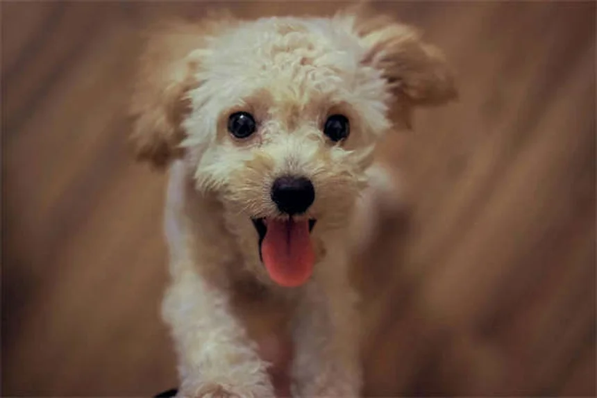 犬の痛み止めの選び方：安全な薬から危険な人間用まで徹底解説