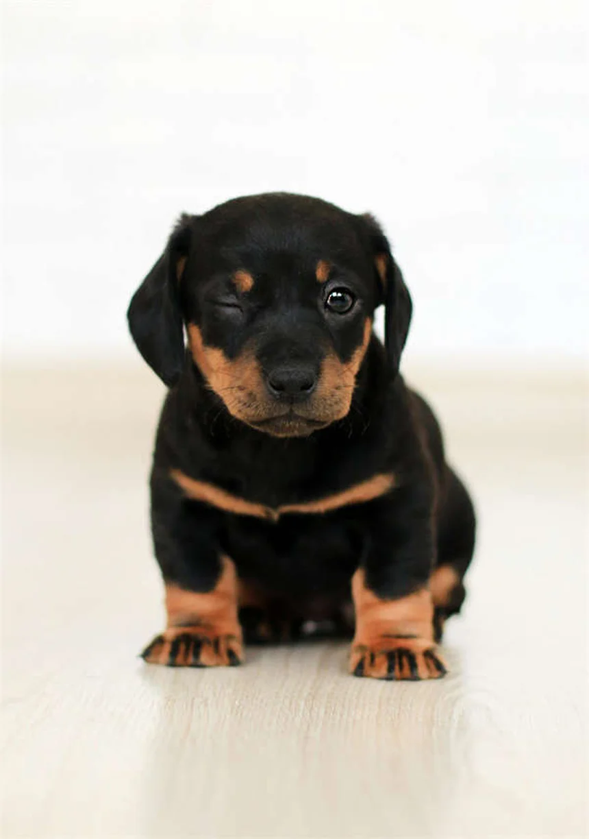 犬がベッドでアレルギーに？原因と低アレルゲンベッドの選び方
