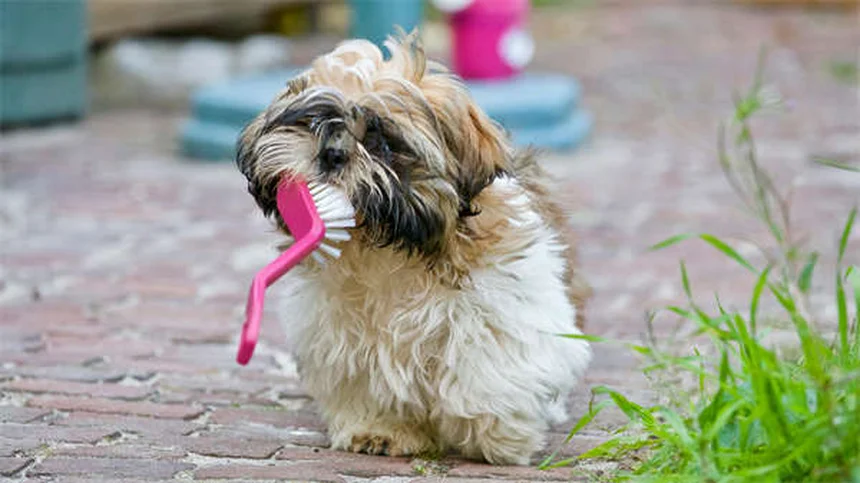 犬用食欲増進剤とは？獣医師がすすめる効果的な5つの方法と選び方
