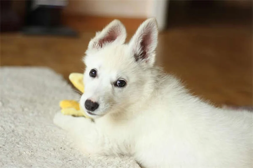 犬がうんちを食べる理由（食糞症）と今日からできる対策5選