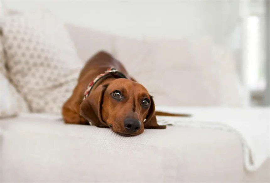 犬の膝の怪我を予防・治療する7つの方法｜愛犬の関節を守る完全ガイド