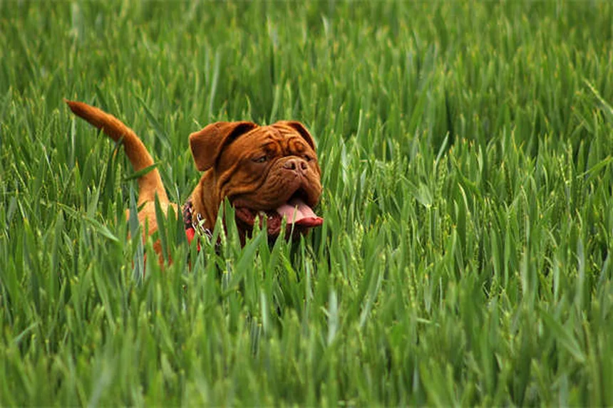 今すぐできる！子どもの獣医の夢を支える6つの方法