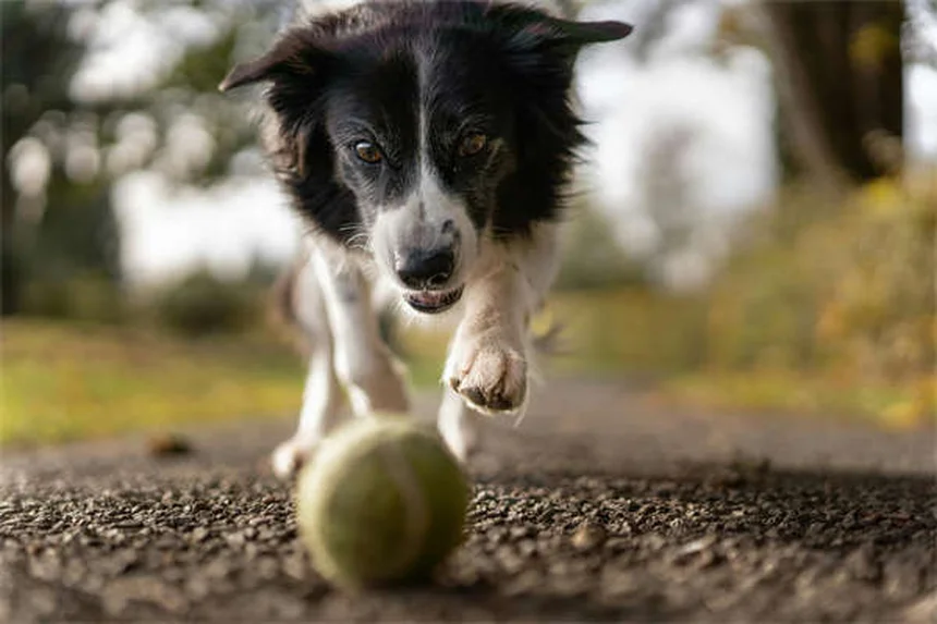 犬のノミ感染、気づかぬうちに広がる7つの原因と予防法を徹底解説