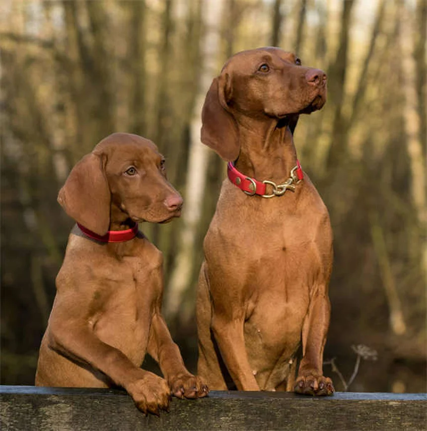 犬のノミ感染、気づかぬうちに広がる7つの原因と予防法を徹底解説