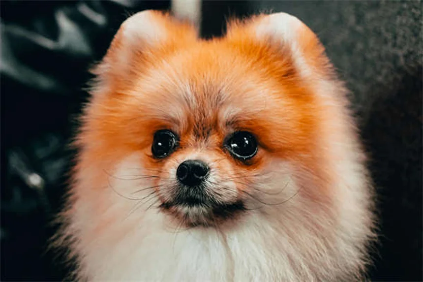 【飼い主が伝授】ペットの応急処置キットに欠かせない10のアイテム