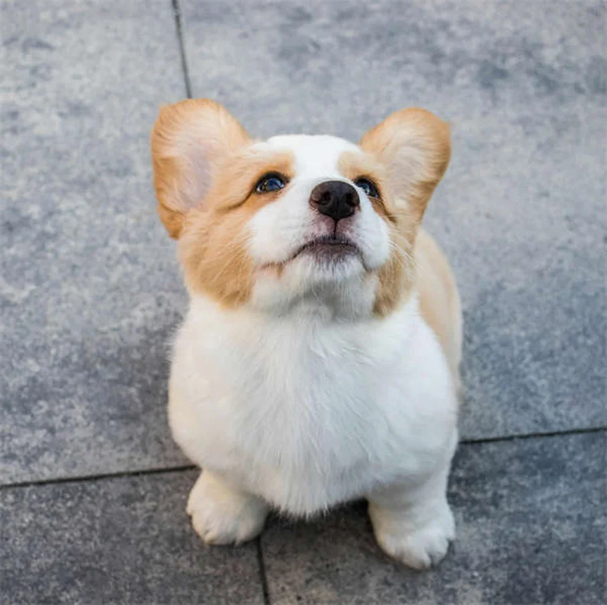 犬の遠吠え、その理由と正しい理解【実体験から解説】