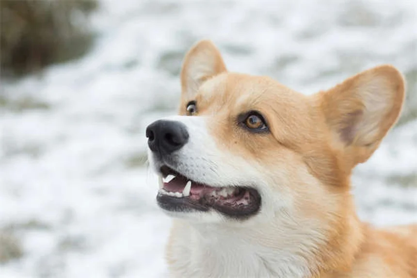 犬用処方薬の種類と安全な使い方 | 5つの代表薬を徹底比較