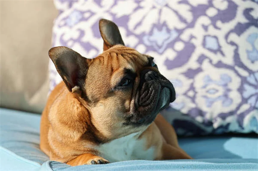 犬の尻尾の気持ち、間違った解釈で危険な目に？正しい読み方5選