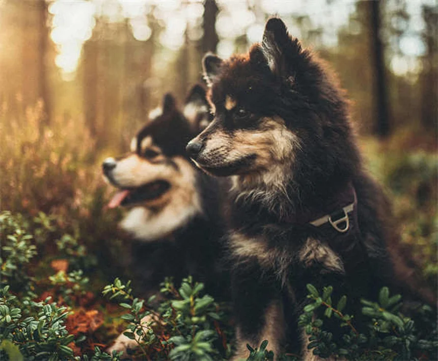 犬の尻尾の気持ち、間違った解釈で危険な目に？正しい読み方5選