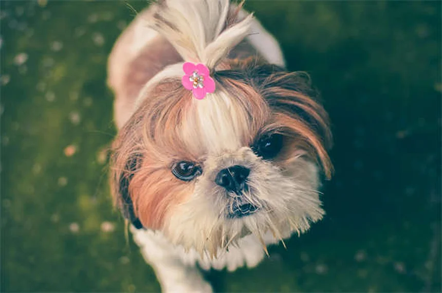 犬の尻尾の気持ち、間違った解釈で危険な目に？正しい読み方5選