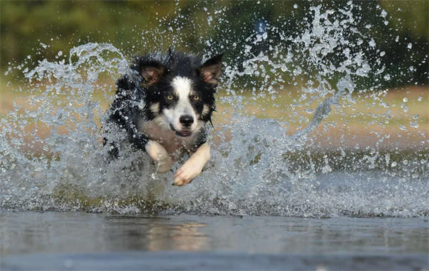 犬の尻尾の気持ち、間違った解釈で危険な目に？正しい読み方5選