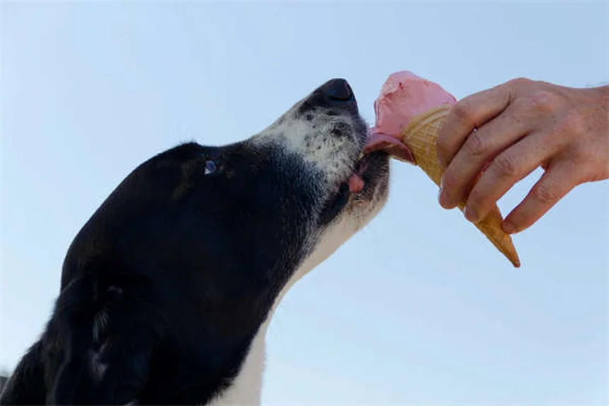 犬の目やにの種類、5つのタイプで見分け方と受診サインを解説
