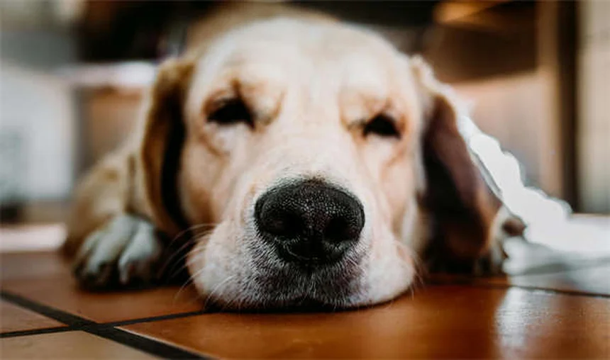 犬の目やにの種類、5つのタイプで見分け方と受診サインを解説