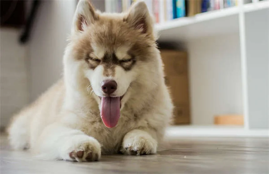 犬の目やにの種類、5つのタイプで見分け方と受診サインを解説