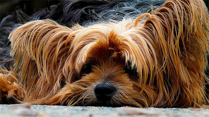 専門家が教える新学期の犬の分離不安を防ぐ5つの方法