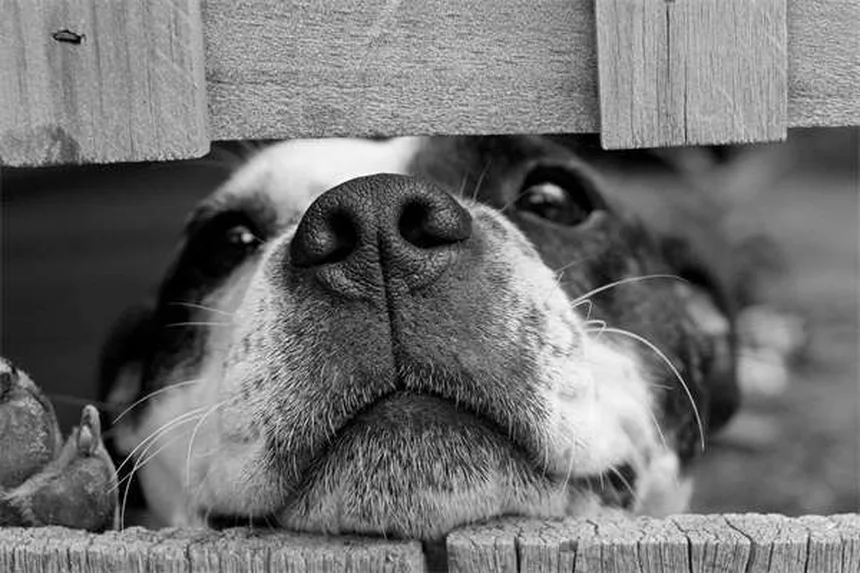 専門家が教える新学期の犬の分離不安を防ぐ5つの方法
