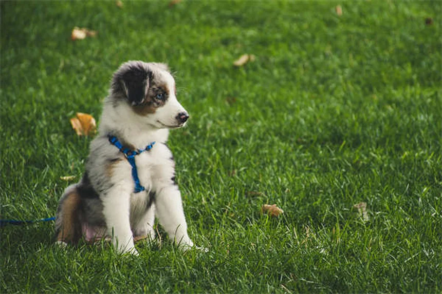 犬のため息の理由と見分け方 獣医師が教える健康チェックのコツ