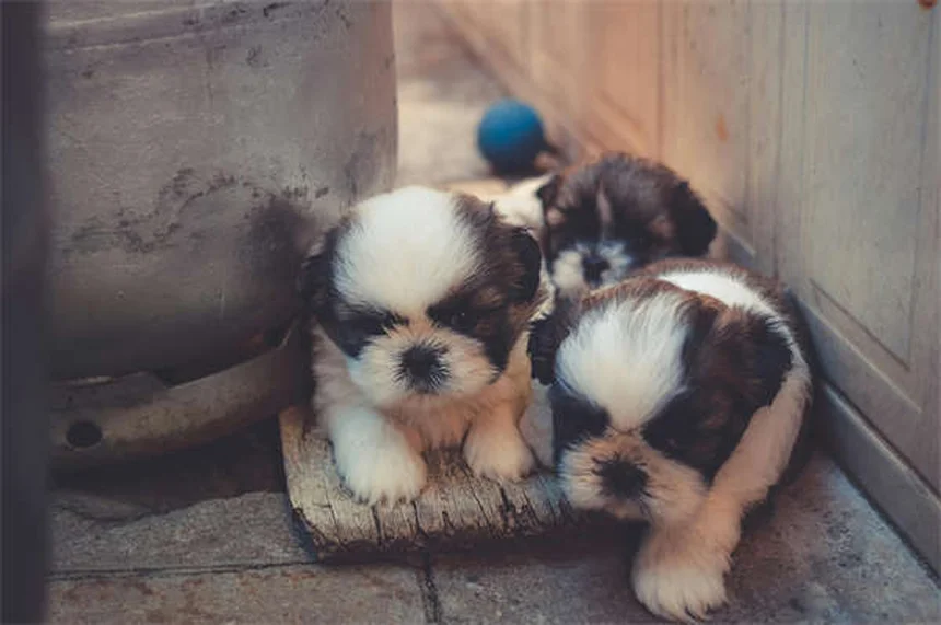 犬のため息の理由と見分け方 獣医師が教える健康チェックのコツ