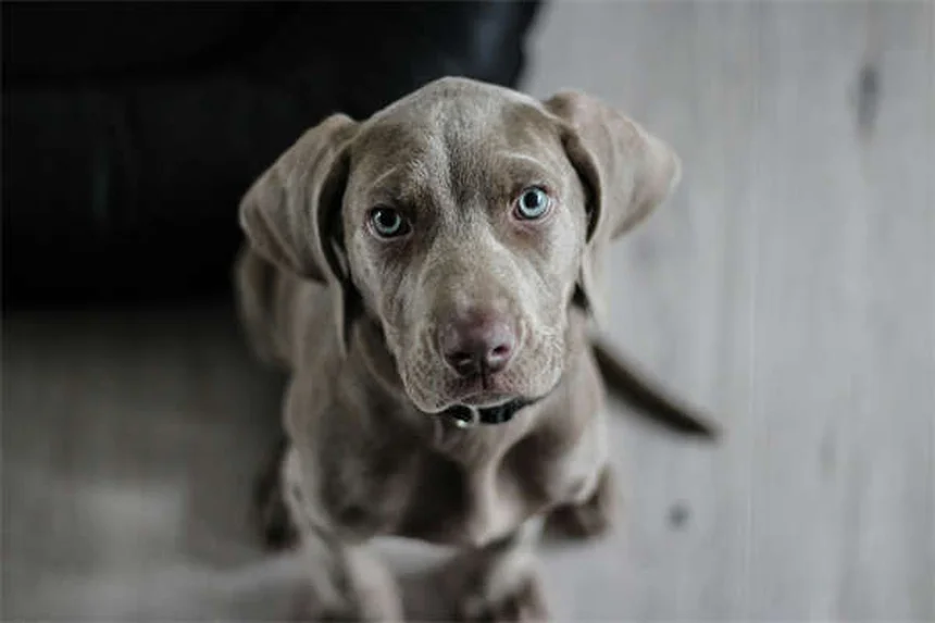 犬のため息の理由と見分け方 獣医師が教える健康チェックのコツ