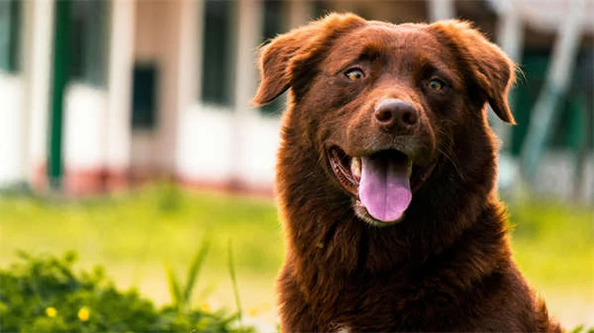 子犬フードから成犬フードへ！私が実践した切り替えタイミングと5日間ステップ