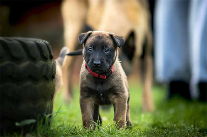 子犬フードから成犬フードへ！私が実践した切り替えタイミングと5日間ステップ