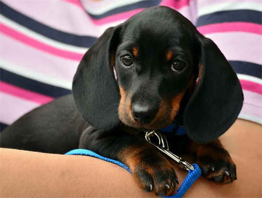 犬のダイエット成功で得られる5つの健康メリットと実践法