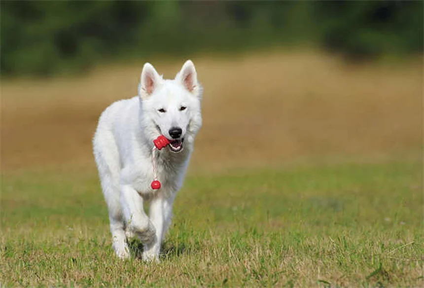 中型犬の飼い方｜健康寿命を延ばすライフステージ別完全ガイド
